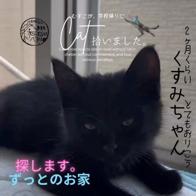 眠くなってしまったようです🥱

お目目が閉じてきてうとうとしています。

ずっとのお家を探しています🐈‍⬛

2か月くらいの元気な女の子です。

気になるよという方、DMお待ちしています🙇‍♀️